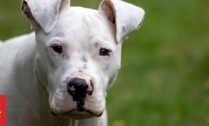 Auckland dog attacks: Callouts for attacks on other animals going up