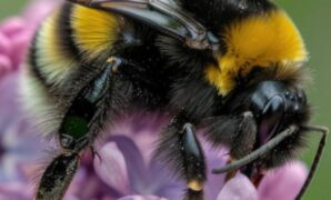 Bees can survive for a week underwater