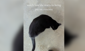Black cat on concrete