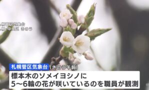 Hokkaido Witnesses Early Sakura Blooms