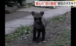 Mysterious Black Animal Spotted in Tokyo