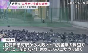 Osaka Crackdowns on Bird Feeding