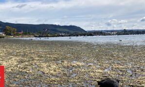 Pungent, rotting lake weed takes over Rotorua's lakefront
