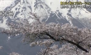 Scenic Collaboration Between Mount Fuji and Sakura