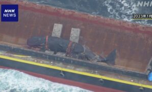クジラ処理費用“多額の不要な支出疑い”大阪市長に再調査勧告