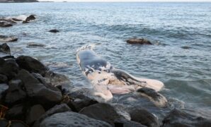 体長10m 鳥取の海岸にクジラ死骸