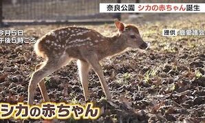 Baby Deer Born on Children's Day in Nara Park