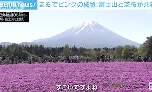 Fuji Shibazakura in Full Bloom