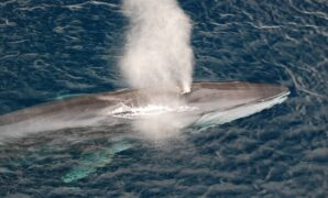 Japan will add large fin whales to its list of commercial whaling species.