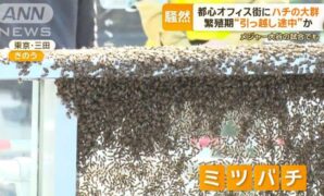 東京タワー近くのオフィス街に「蜂の大群」引っ越し中か、一時騒然