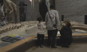 群馬県の県立自然史博物館で展示されているクジラの化石 新種だった
