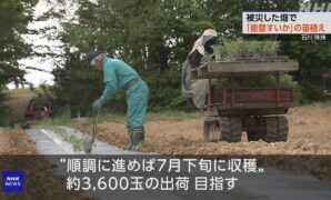 被災した畑で特産「能登すいか」の苗植え 石川 珠洲